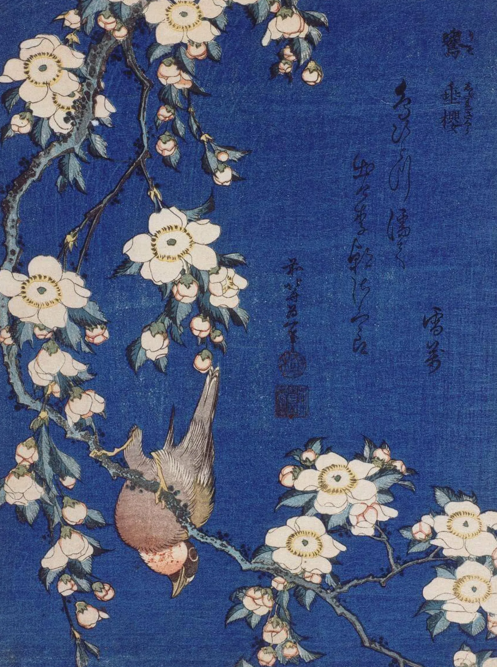 Galerie Mont Hokusai<Gimpel und Kirschblüte - Hokusai